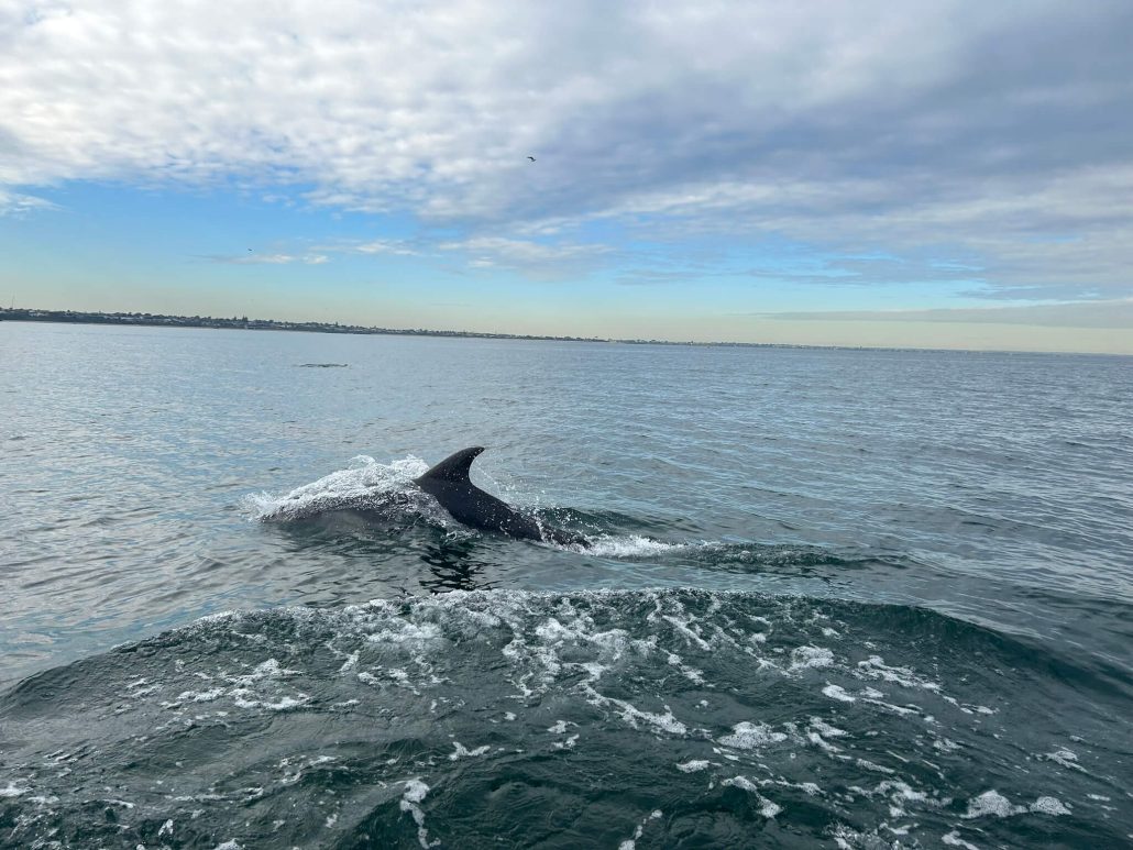 Dolphin in the water